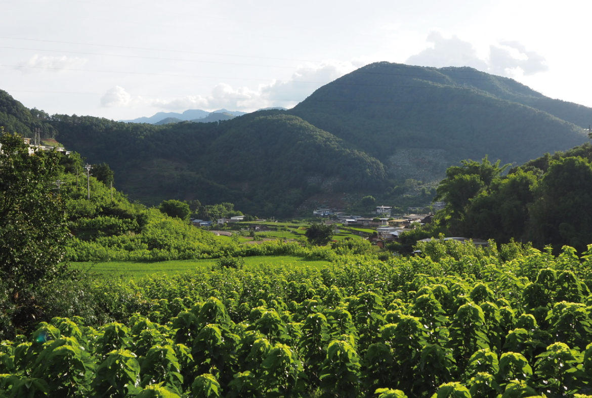 Application Of Phycocyanin In Agriculture