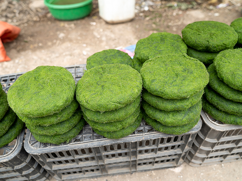 African minorities make spirulina juice into a cake