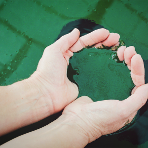 spirulina