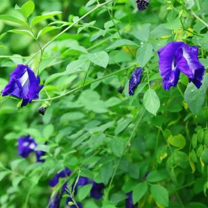 BUTTERFLY PEA FLOWER EXTRACT BUTTERFLY PEA FLOWER EXTRACT