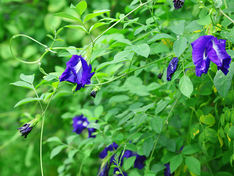High-quality Butterfly Pea Flower Extract Wholesale | Binmei