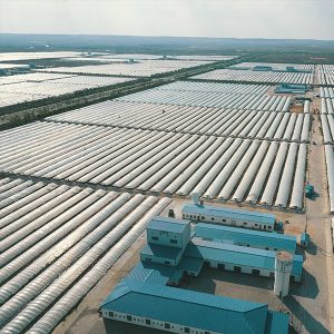 BINMEI-spirulina-farming-farm