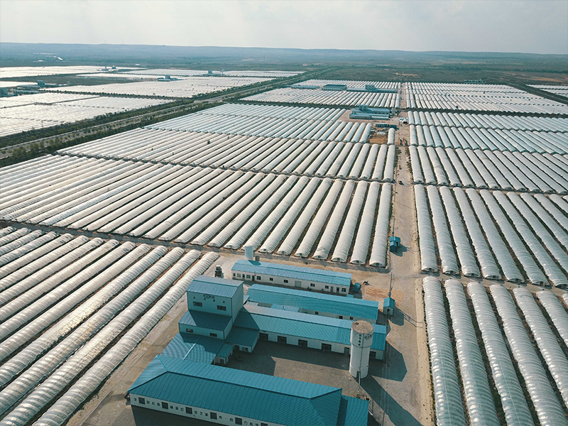 BINMEI spirulina farming farm