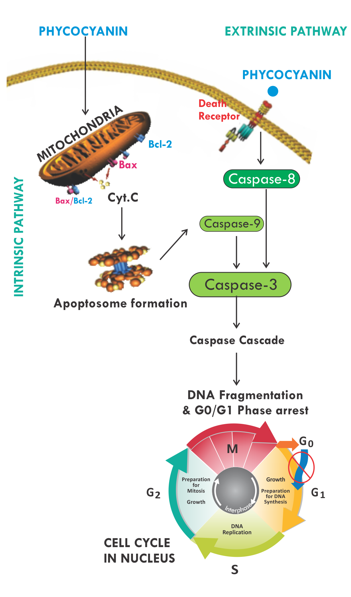 Cancer and Cancer Treatment