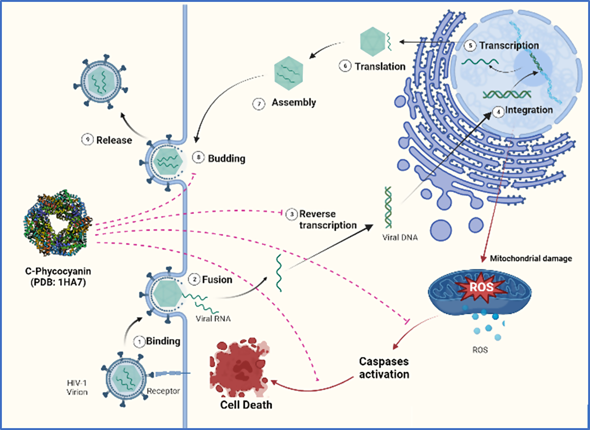 Mechanism of antioxidant action of phycocyanin