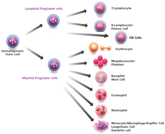 Phycocyanin as an immunomodulator