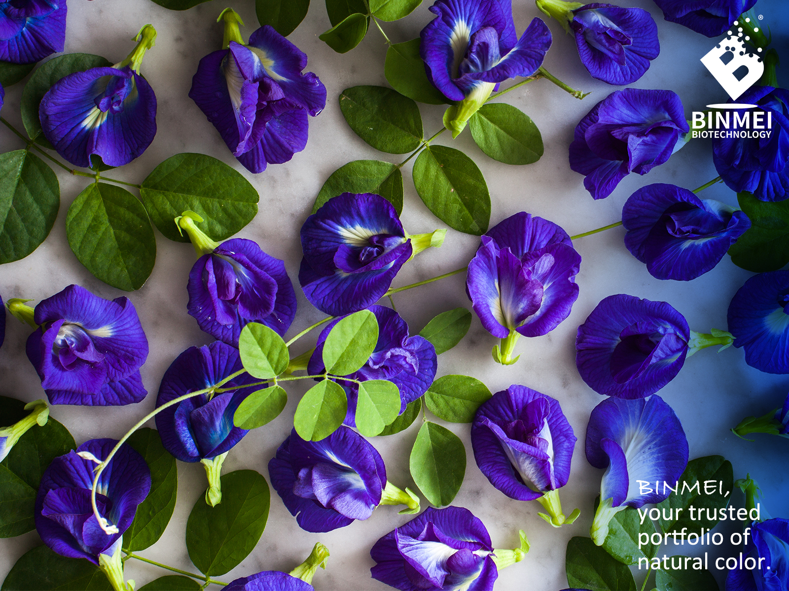 BINMEI - The Ultimate Butterfly Pea Flower Extract Supplier