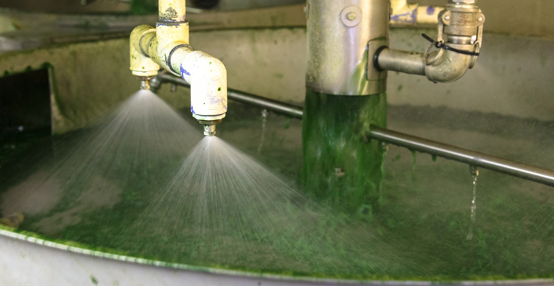 Spirulina cultivation system